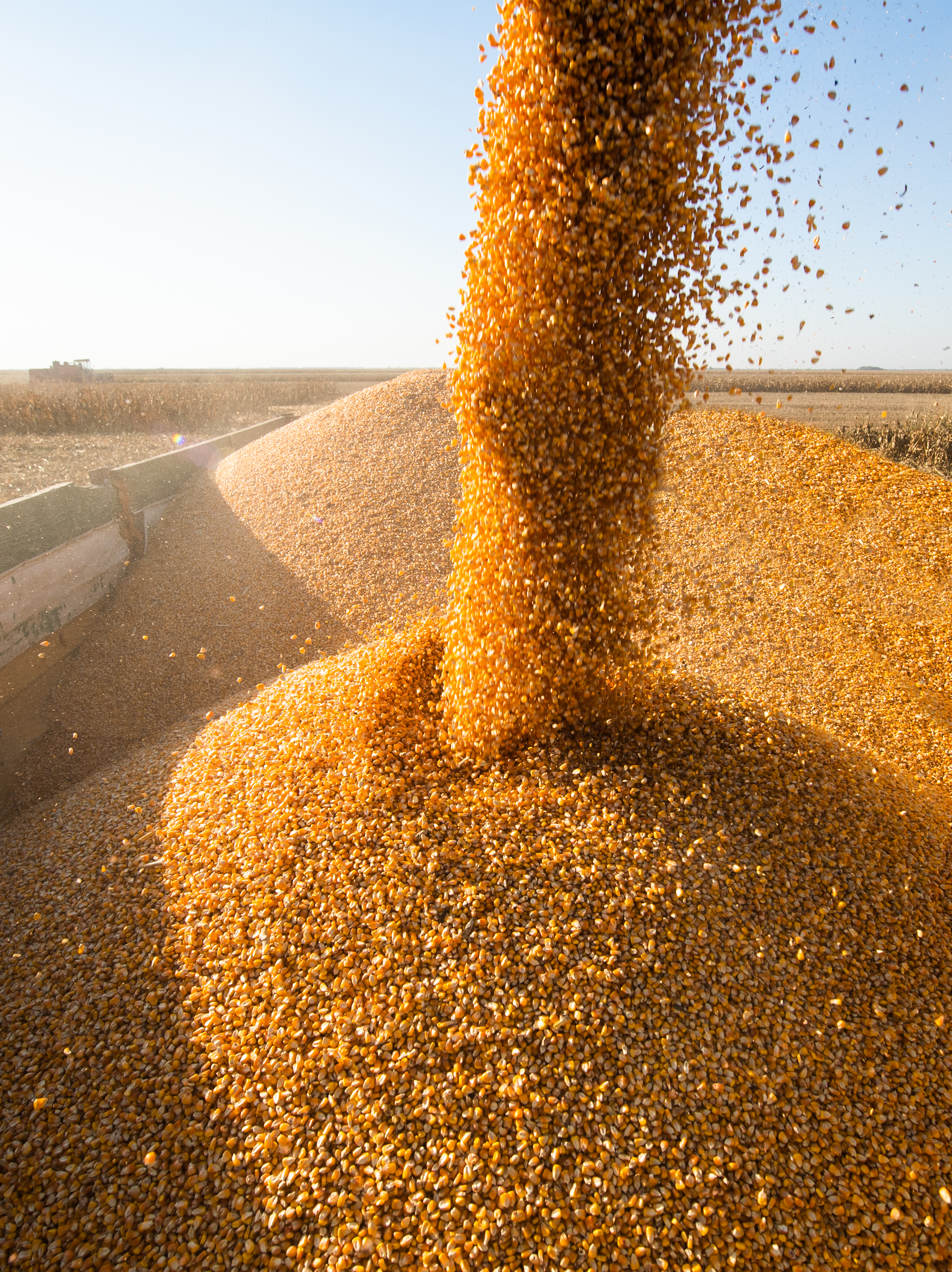 Corn being loaded for storage